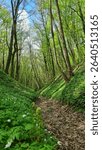 Forest path running through the gorge. Forest flowers (anemones) blooming on the gorge slopes. Naleczow, lubelskie, Poland. Land of loess gorges.