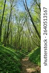Forest path running through the gorge. Forest flowers (anemones) blooming on the gorge slopes. Naleczow, lubelskie, Poland. Land of loess gorges.