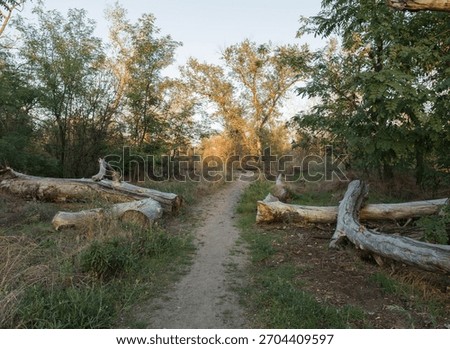 A forest path with several large logs lying along the edge leads gently across a railway track, surrounded by trees, greenery, and natural woodland scenery