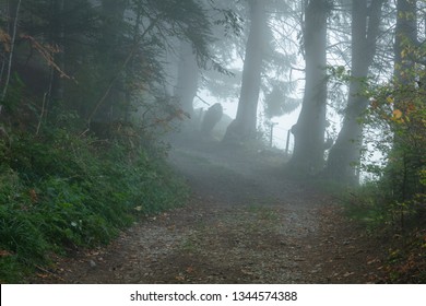 Forest Path Silence