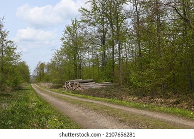 Forest path in Bückeberg in spring 