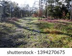 Forest path in spring on Divcibare, Serbia