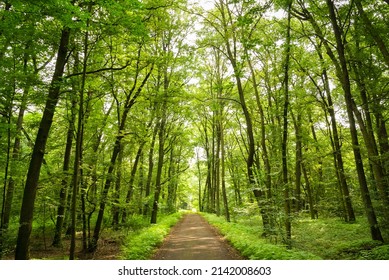 Forest Path In Summer, Czech Republic