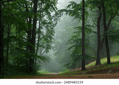 A forest path in the summer morning fog. Lecnica, Poland - Powered by Shutterstock