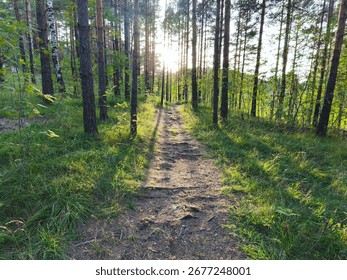 Forest path with sunlight shining through trees
