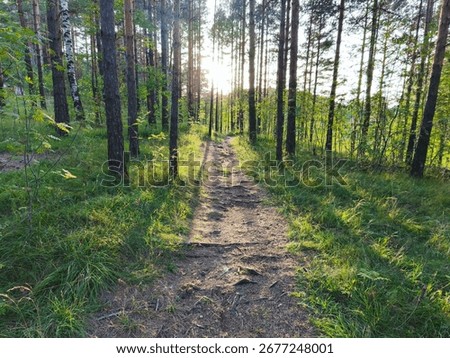 Forest path with sunlight shining through trees