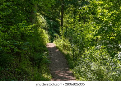 Forest path sunlit green trees walking trail in dense summer woods with bright sunlight and shadows, beautiful nature landscape background.