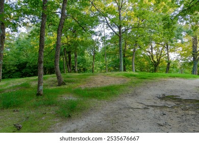 Forest Path with Sunlit Trees