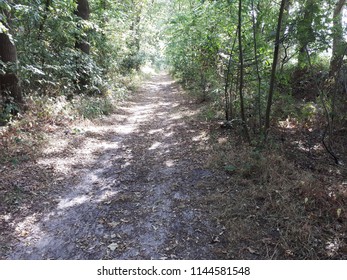 a forest path in the sunshine