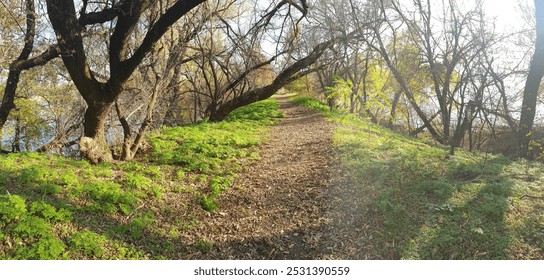 A forest path surrounded by dense greenery and tall trees. The lush foliage and dappled sunlight create a serene and inviting atmosphere, perfect for nature walks and exploration. - Powered by Shutterstock