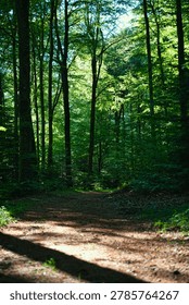 Forest path surrounded by dense green trees with sunlight filtering through the leaves and soft shadows on the ground.