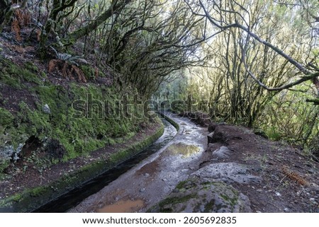 A forest path surrounded by dense trees with bare branches forming an arch over the trail. To the left, a small levada channel with water runs through, with moss covering the wet ground.