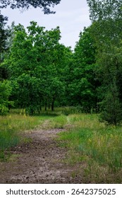 Forest path surrounded by lush green trees and wild grass