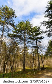 A forest path surrounded by tall pine trees in spring