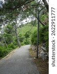 Forest path surrounded by trees – peaceful nature walk in the woods