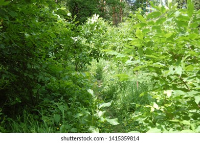 forest path surrounded by trees