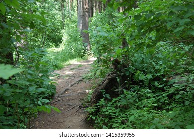 forest path surrounded by trees