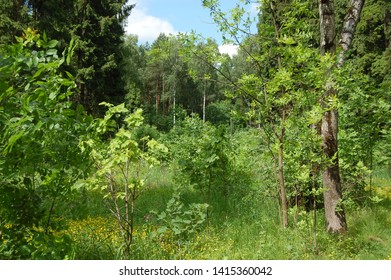 forest path surrounded by trees