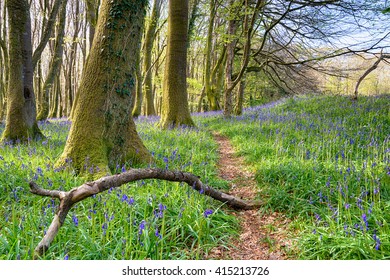 A Forest Path Through Bluebells In The Cornwall Countryside Near Redruth