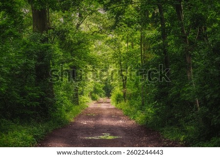 a forest path through a dense forest