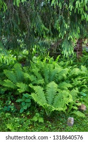 A forest path through heavy forest, light fog and fern line.