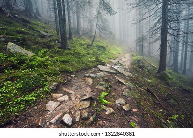 A forest path through heavy forest, light fog and fern line.