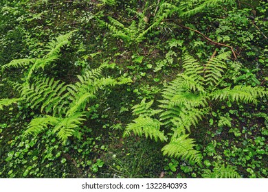 A forest path through heavy forest, light fog and fern line.