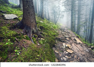 A forest path through heavy forest, light fog and fern line.