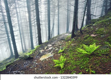 A forest path through heavy forest, light fog and fern line.