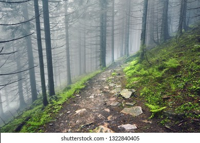 A forest path through heavy forest, light fog and fern line.