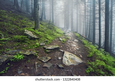 A forest path through heavy forest, light fog and fern line.