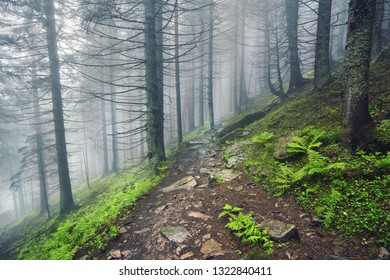 A forest path through heavy forest, light fog and fern line.