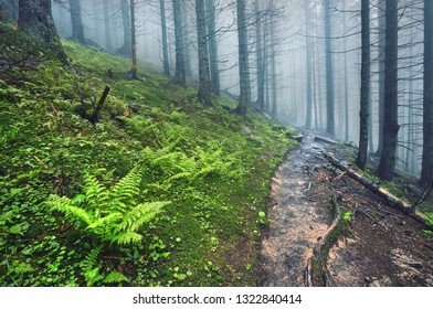 A forest path through heavy forest, light fog and fern line.