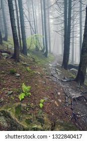 A forest path through heavy forest, light fog and fern line.