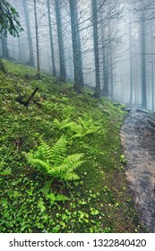 A forest path through heavy forest, light fog and fern line.