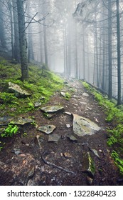 A forest path through heavy forest, light fog and fern line.