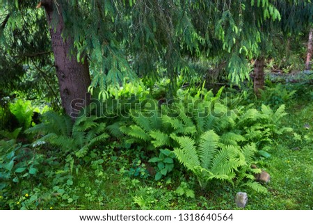 A forest path through heavy forest, light fog and fern line.