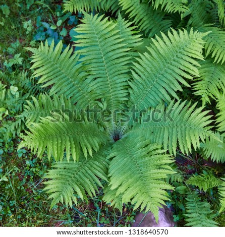 A forest path through heavy forest, light fog and fern line.