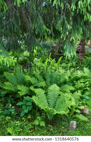 A forest path through heavy forest, light fog and fern line.