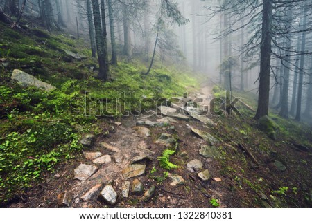A forest path through heavy forest, light fog and fern line.