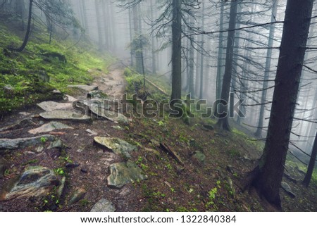 A forest path through heavy forest, light fog and fern line.