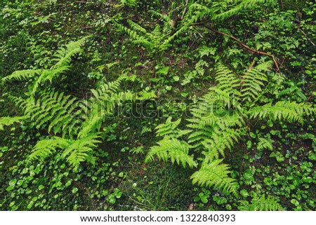 A forest path through heavy forest, light fog and fern line.