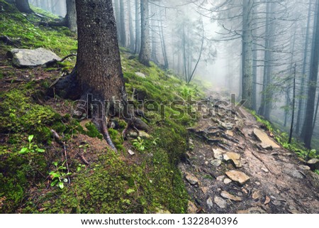A forest path through heavy forest, light fog and fern line.