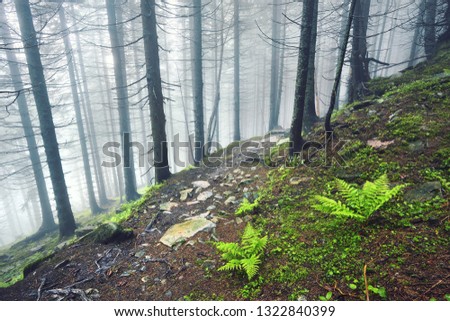 A forest path through heavy forest, light fog and fern line.
