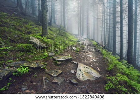 A forest path through heavy forest, light fog and fern line.