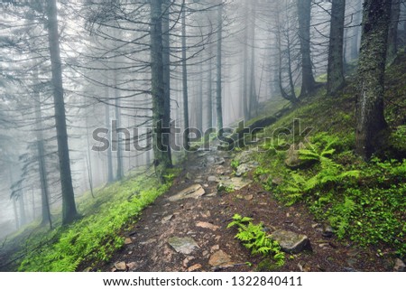 A forest path through heavy forest, light fog and fern line.