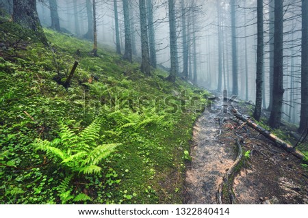 A forest path through heavy forest, light fog and fern line.