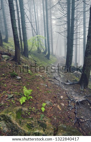 A forest path through heavy forest, light fog and fern line.
