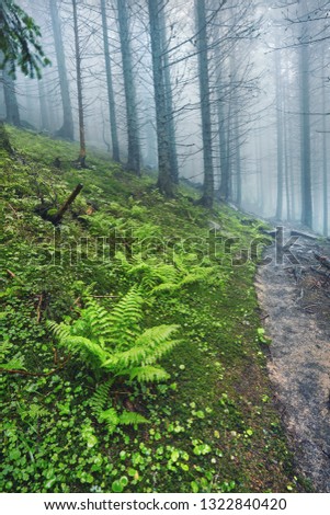 A forest path through heavy forest, light fog and fern line.