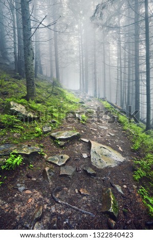 A forest path through heavy forest, light fog and fern line.